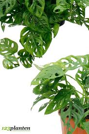 Monstera Obliqua Monkey Mask Philodendron Kamerplanten Monstera