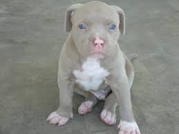 27 Pitbulls Ideas Pitbulls Dogs Pitbull Terrier