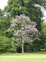 Nacido en polonia, su familia se trasladó a berlín cuando aún era niño. Paulownia Tomentosa Kiri Baum