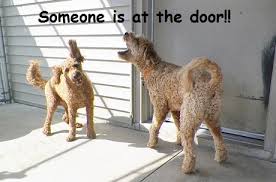 How To Get Your Dog To Stop Barking Out The Window Or At The Doorbell Just Dogs Playcare Barking dogs can be an absolute nightmare, from yapping puppies, to barking dogs around the house, to sad 1. your dog to stop barking out the window