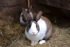 Learn how to stop your puppy crying at night, or when crated, or left alone during the day. Rabbit Sounds Understanding What They Mean Northern Nester