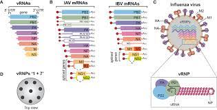 All children 6 months or older should receive the vaccine. Orthomyxoviridae Wikipedia