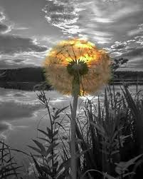 Black And White Picture With One Color Photoshop Pin By Pam Window Of Life On Colors For You Color Splash Photo Color Splash Photography Yellow Photography