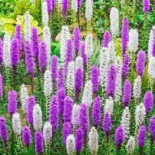 50 Purple White Gayfeather Seeds Blazing Star Flower Seed Flowers Perennial 354 Blazing Star Flower Flowers Perennials Wholesale Flowers