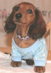 Maybe you would like to learn more about one of these? Guardian Kennel Dachshund Puppies Miniature Minnesota Mn