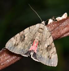 Image result for Catocala electa