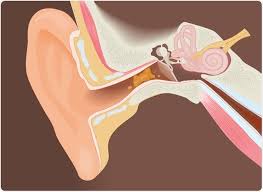 What is Earwax?