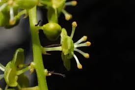 Image result for Tinospora fragosa