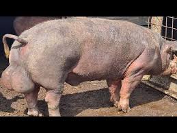 Porcii vietnamezi oferiti spre vanzare sunt rasa pura, negri, fara pete albe, nascuti si crescuti in ferma proprie, hraniti cu 80% trifoi si 20% cereale. Porci Carne De Vanzare Crescuti In Conditii Naturale