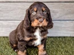 We did not find results for: 9 Best Cocker Spaniel Breeders In Texas 2021 We Love Doodles