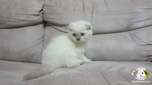Show Kalite Blue Point Scotish Foldlar Show Kalite Blue Point Scotish Foldlar Kedi Kediler Britishshorthair Scottis Scottish Fold Blue Point Animals