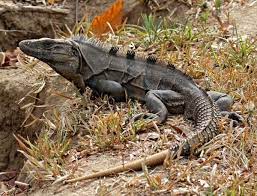Picture Of A Black Spiny Tail Iguana Lizard Types Iguana Reptiles And Amphibians Reptiles Pet