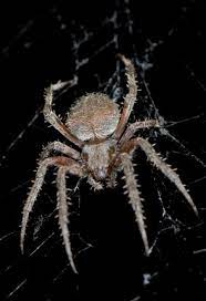Orbweaver spiders are common, but the hentz's orbweaver is . Hentz S Orbweaver What Time Is It In Nature Nc Museum Of Natural Sciences Blogs