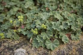 Image result for Alchemilla johnstonii