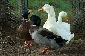 احصل على معدات تنظيف الدجاج الرائعة من alibaba.com بتكلفة معقولة. ÙƒÙŠÙ Ù†ØªÙ Ø£Ø³Ø±Ø¹ Ø§Ù„Ø¨Ø· ÙˆØ§Ù„Ø°Ø¨Ø­ ÙÙŠ Ø§Ù„Ù…Ù†Ø²Ù„