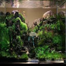 Maybe you would like to learn more about one of these? Aquascape Design Ideas For Android Apk Download
