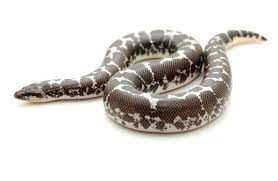 Black And White Kenyan Sand Boa For Sale Reptile Room Snake Lovers Kenyan