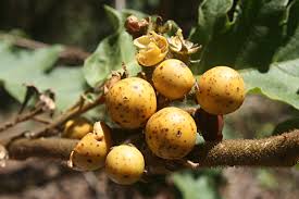 Image result for Solanum chrysotrichum