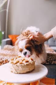 Made with simple ingredients that you most likely already have. Healthy Dog Cake Off 59 Www Usushimd Com