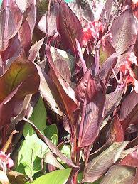 I have canna lilies and half of them are growing to the fullest height and some aren't growing that tall, but are prematurely blooming. Plantfiles Pictures Canna Canna Lily Durban Canna X Generalis By Chamma