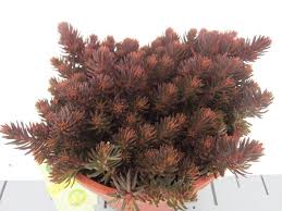 It has entirely delicious, needled foliage in dark green with hints of black in summer, adding in dark red. Sedum Gartenbau Busch Opgenhoff Gbr