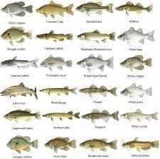 Abakusplace Freshwater Fish Species Of North America