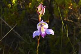 Image result for Disa saxicola