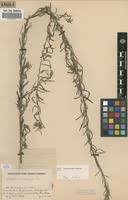 Image result for Indigofera simplicifolia