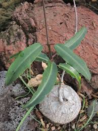 Image result for Fockea angustifolia