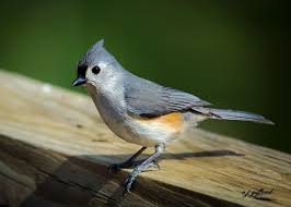 Birds With Tufted Heads Tufted Titmouse Titmouse Titmouse Bird Tufted