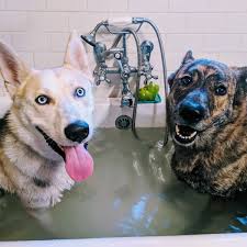 Akc, ckc and aca registered. How To Own A Husky In The City Outside Online