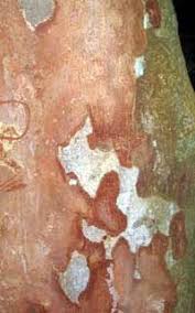 Image result for Pericopsis