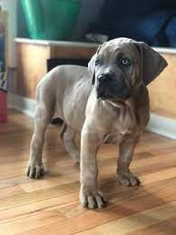 Litter Of 4 Cane Corso Puppies For Sale In White House Tn Adn 74491 On Puppyfinder Com Gender Male Age 10 Wee Cane Corso Puppies Cane Corso Dog Cane Corso
