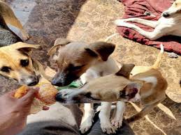 Erin nissen, founder of durango animal connection, shares her experience with young vegan rescue puppies. Pet Parents Are Taking The Vegan Route With Their Dogs And They Claim That The Canines Love It