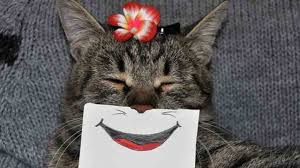 Jun 21, 2021 · potret makanan yang sesuai dengan ekspektasi gambar ini tentunya membuat senyum terukir di bibir pelanggan. Koleksi Foto Dan Gambar Kucing Lucu Gemesin Terbaru