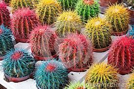 We are proud to be an equal opportunity workplace and are committed to equal employment opportunity regardless of race, colour, religion, national origin, age, sex, marital status. Colored Cactus Plants Stock Photos Images Pictures 114 Images Cactus Pictures Cactus Plants Plants