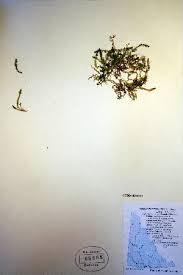 Image result for Selaginella njamnjamensis