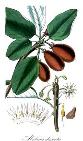 Image result for Englerophytum natalense