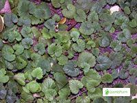 Check spelling or type a new query. Ground Ivy Glechoma Hederacea Flowers Naturegate
