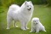 Samoyed Dog Breed Information and Pictures