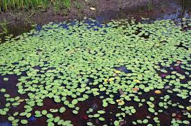 Image result for Brasenia schreberi