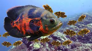 Oscar Fish Laying Eggs Process At Aquarium In 2020 Oscar Fish Aquarium Fish Fish
