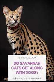 Savannah cats are a large, athletic breed that's especially affectionate with its owners, but can be a bit standoffish with strangers. Do Savannah Cats Get Along With Dogs Purr Craze