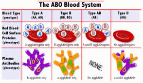 Join the amoeba sisters as they discuss the terms gene and allele in context of a gene involved in ptc (phenylthiocarbamide). Blood Typing Lab 5 2 17 5 3 17 Bowenbiology