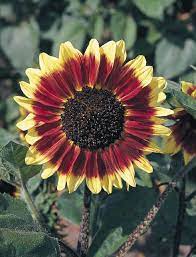 Helianthus Annuus Florenza N0901 2 Jpg 981 1 280 Pixeles Sunflower Pictures Sunflower Flower Farm