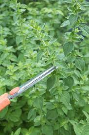 You can also chop oregano leaves and freeze them in ice cube trays or dry them. Oregano Plant Care How To Grow Maintain Oregano Plants Kitchn