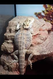 Maybe you would like to learn more about one of these? Fancy Bearded Dragon Classifieds For Jobs Rentals Cars Furniture And Free Stuff