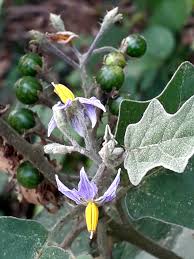 Image result for Solanum anguivi