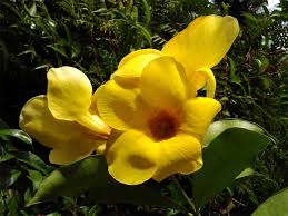 Image result for Farquharia elliptica