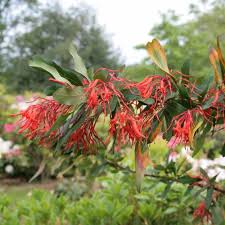 We are working to update our ratings. Chilean Fire Bush Notro Buy Chilean Fire Bush Notro Embothrium Coccineum